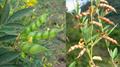  red gram ، no-eye pea ، tropical green pea